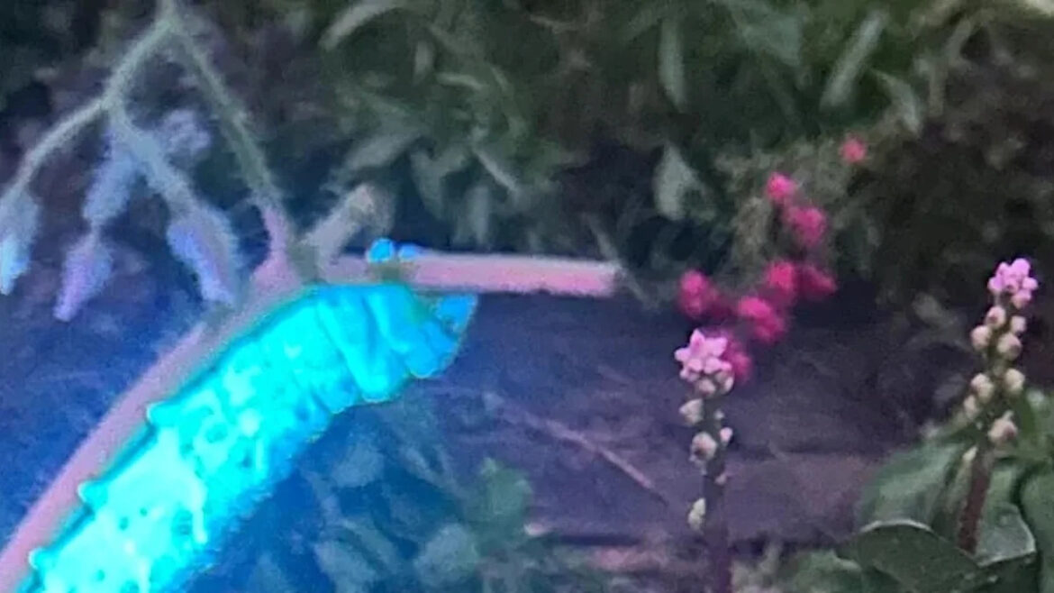 Gardeners use UV lights to spot glowing tomato hornworms at night, then relocate them