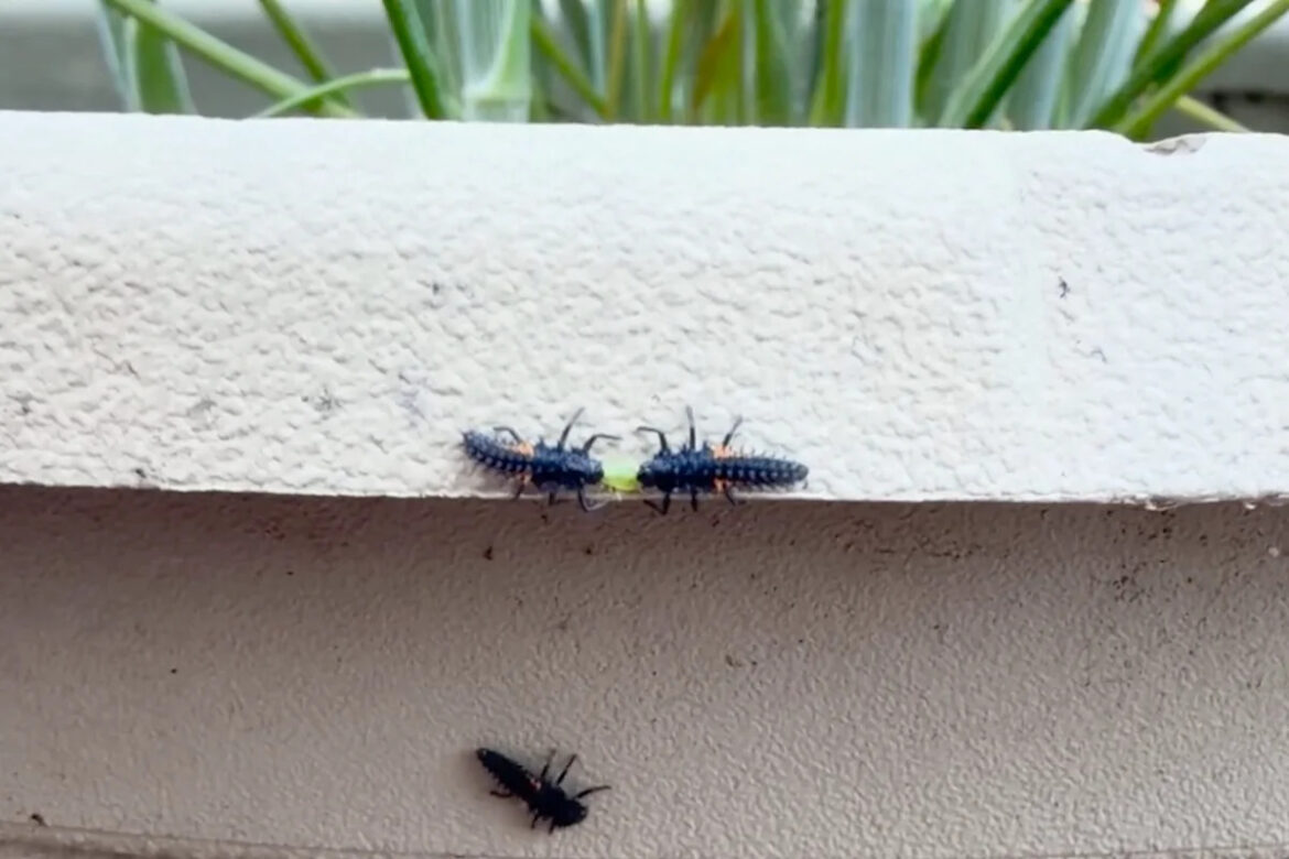 Gardener pleased after finding plant ‘infested’ by ladybug larvae Gardener pleased after finding plant 'infested' by ladybug larvae