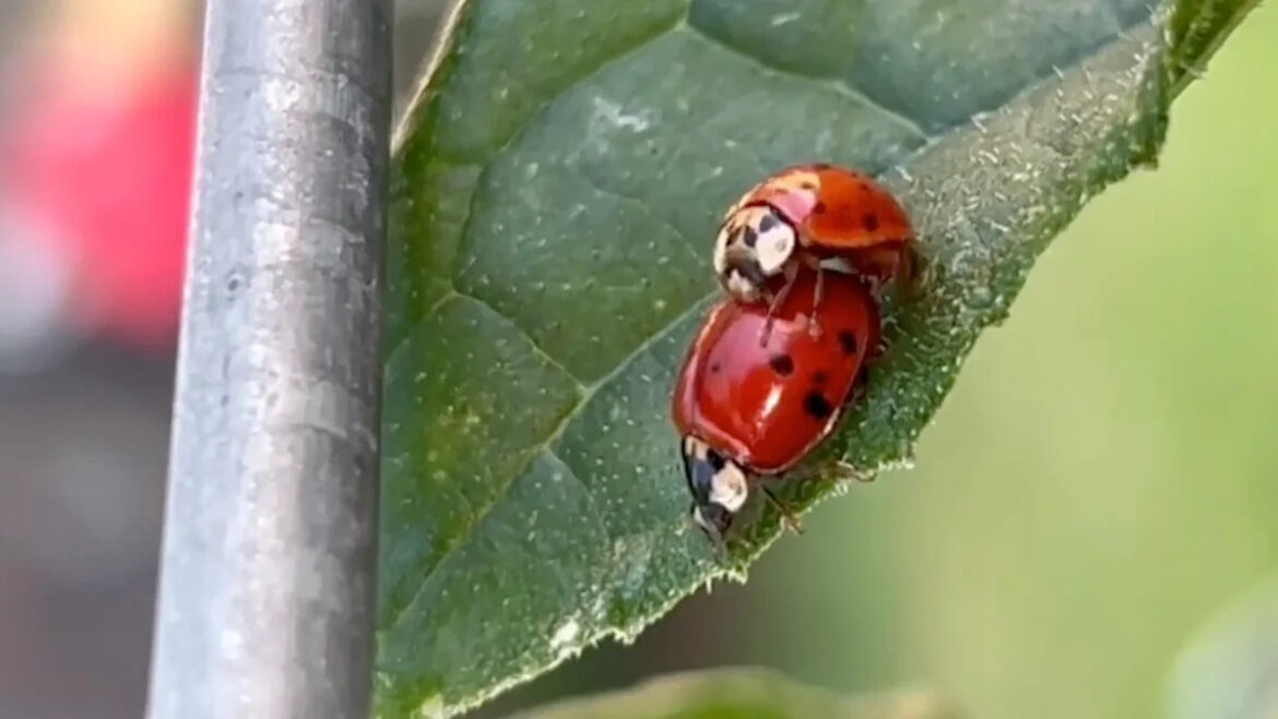 Ladybug larvae cover a gardener’s plants in a welcome sign of chemical-free pest control Ladybug larvae cover a gardener's plants in a welcome sign of chemical-free pest control