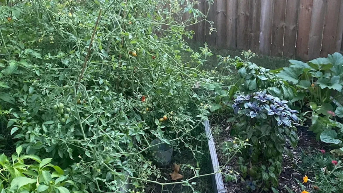 Gardener learns the truth about their tomatoes after sharing photo of massive plant sprawl
