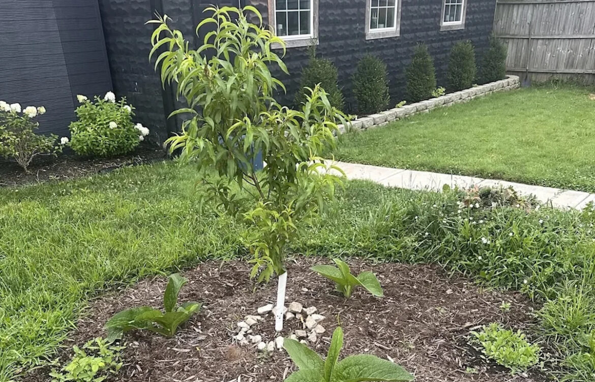 Midwest beginner plants a peach tree guild, starts plotting a lawn-free food forest Midwest beginner plants a peach tree guild, starts plotting a lawn-free food forest