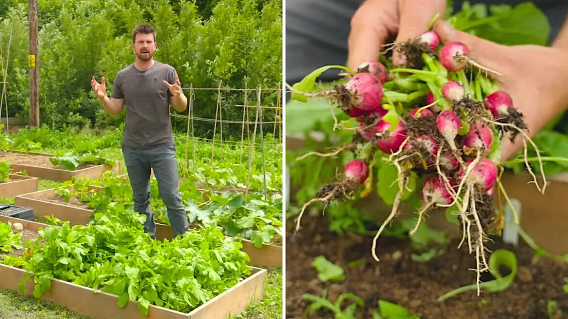 Gardener produces over 3 pounds of food from a single harvest with tiny setup Gardener produces over 3 pounds of food from a single harvest with tiny setup