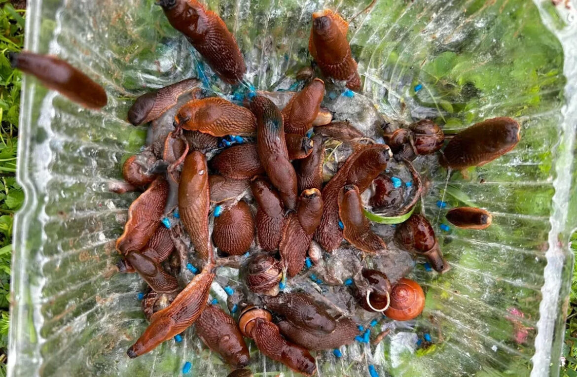 Grower battling 1,000 Spanish slugs a day hears ducks, beer traps, and pellets may help Grower battling 1,000 Spanish slugs a day hears ducks, beer traps, and pellets may help