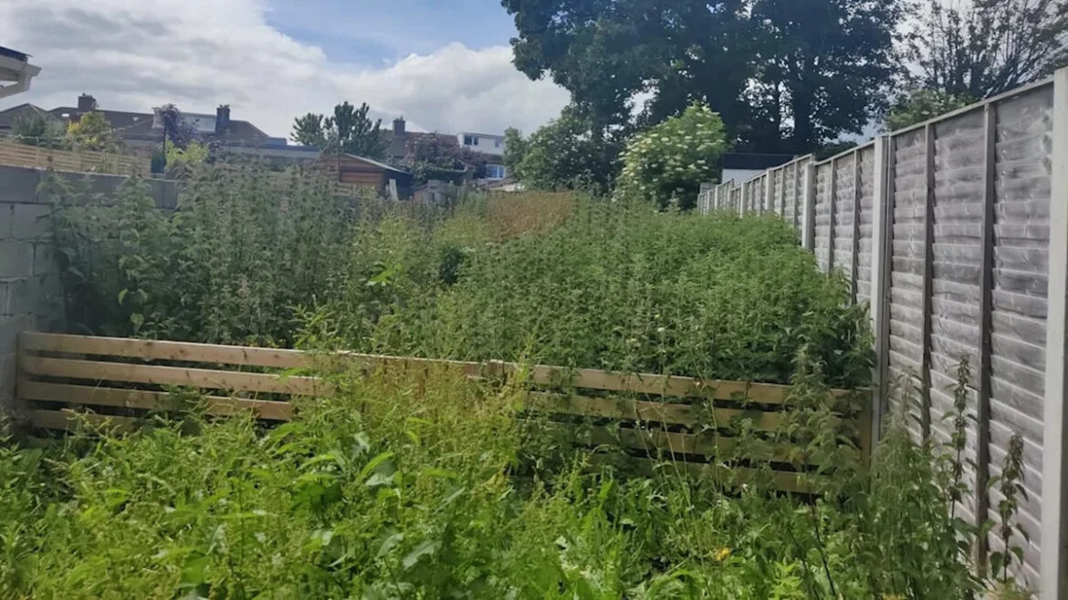 New homeowner inherits a 1,300-square-foot nettle patch New homeowner inherits a 1,300-square-foot nettle patch