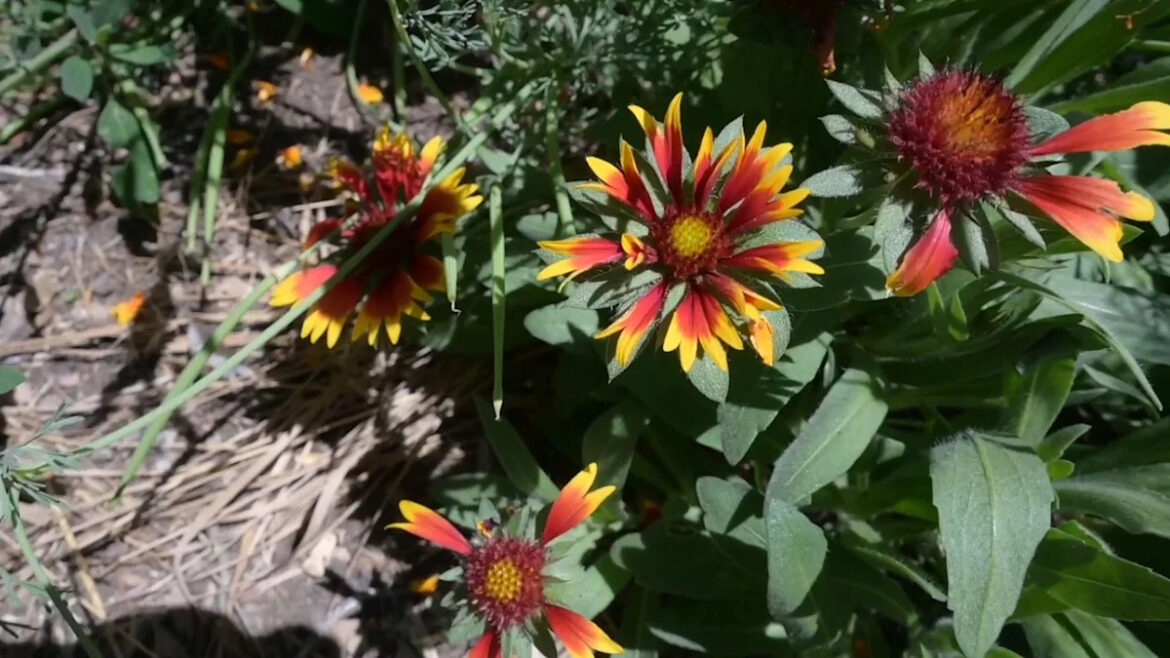 No-dig gardener lets everything grow together, and the result is a lush, resilient garden No-dig gardener lets everything grow together, and the result is a lush, resilient garden