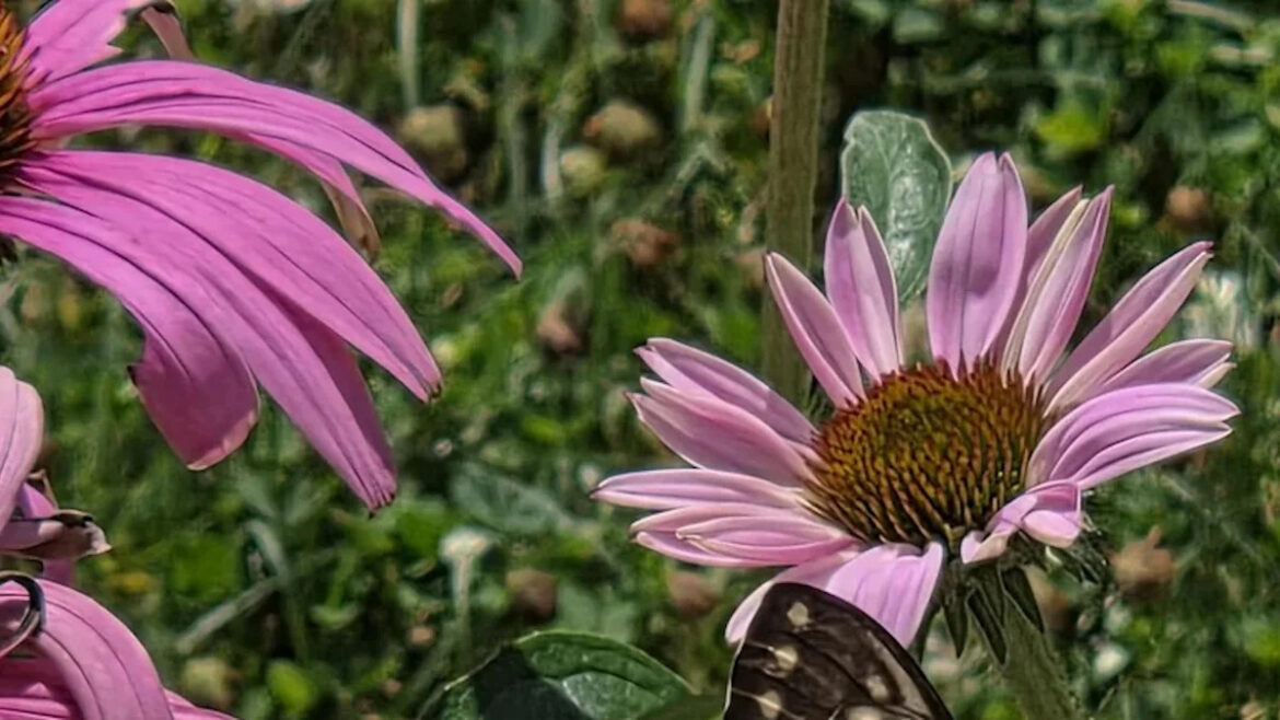 Aphids, blight, and borers leave gardener heartbroken over coneflowers in brutal July