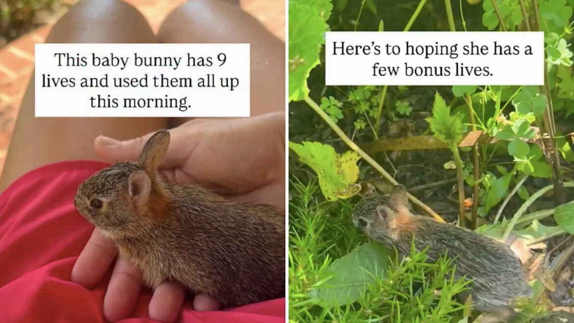 Gardener issues warning after saving baby rabbit from series of close calls Gardener issues warning after saving baby rabbit from series of close calls