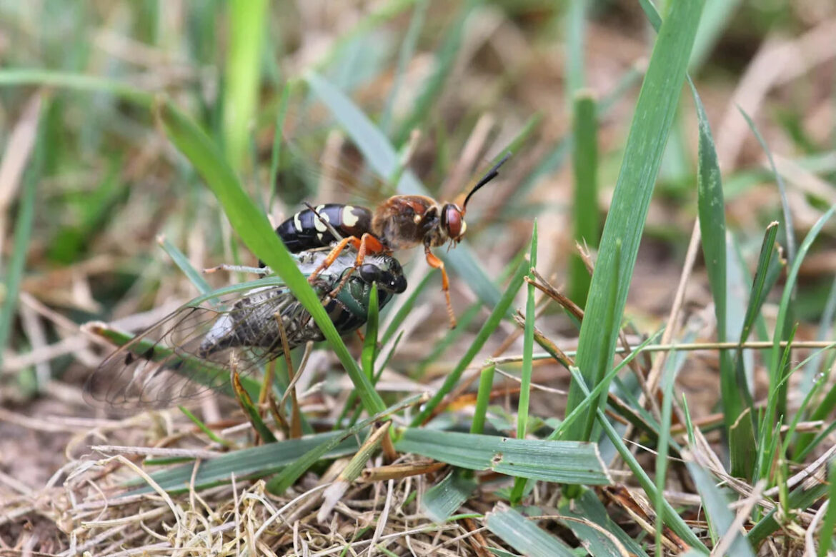 At a Delaware garden, giant wasps are the wildlife visitors are told not to fear At a Delaware garden, giant wasps are the wildlife visitors are told not to fear