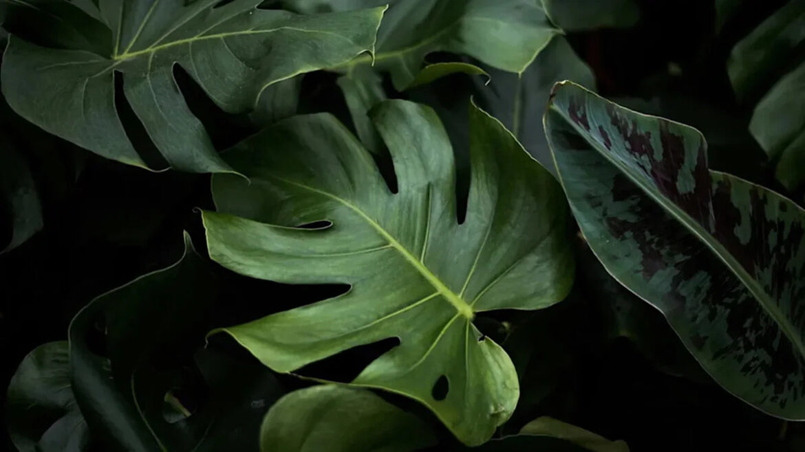 The Plants That Expert Gardeners Secretly Covet