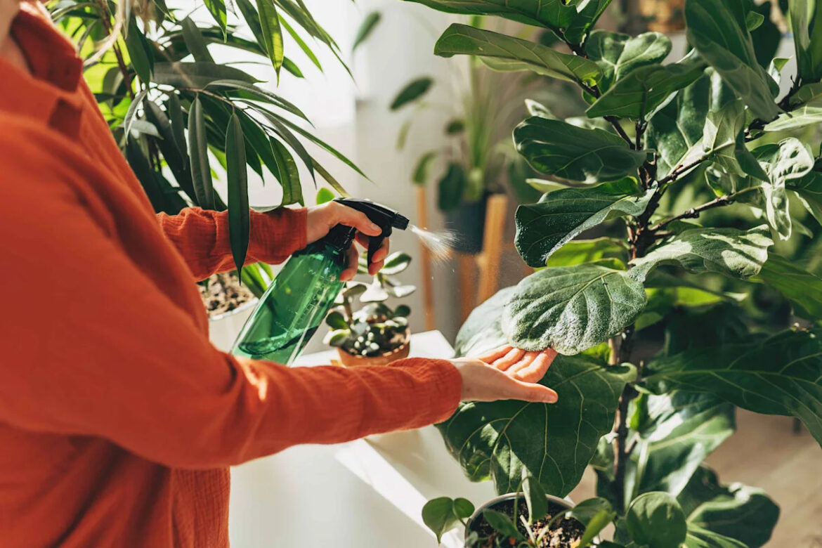 5 Houseplants a Garden Pro Says You Should Never Move Outside, Especially in Summer 5 Houseplants a Garden Pro Says You Should Never Move Outside, Especially in Summer