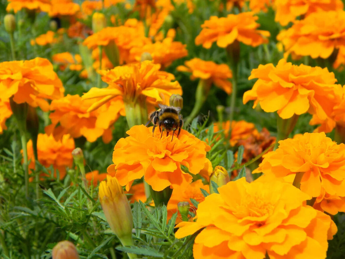 Should You Cut Off Dead Marigold Blooms? Garden Pros Explain What to Do for Healthier Flowers