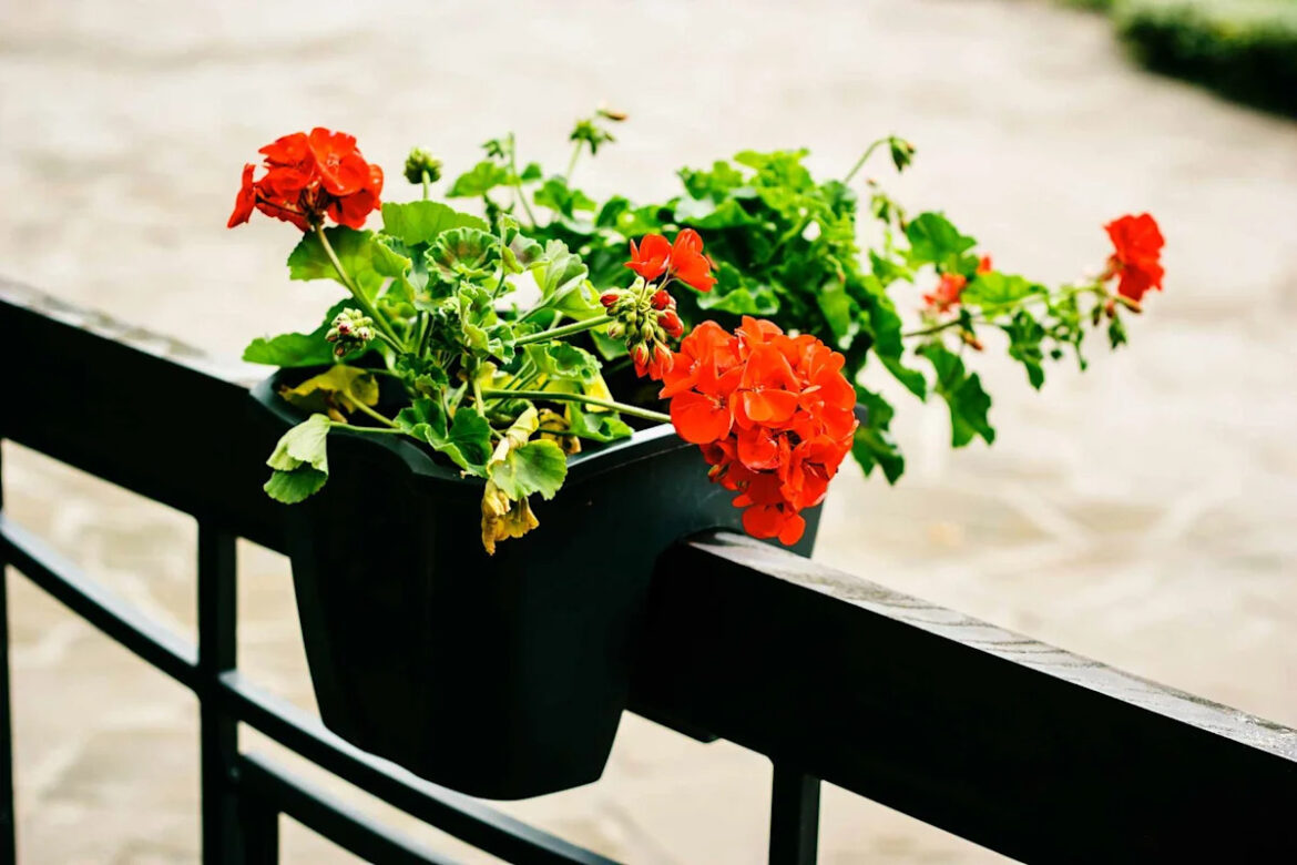 Does Putting Plants in a Black Container Cause Them to Overheat in Summer? We Asked Gardening Pros
