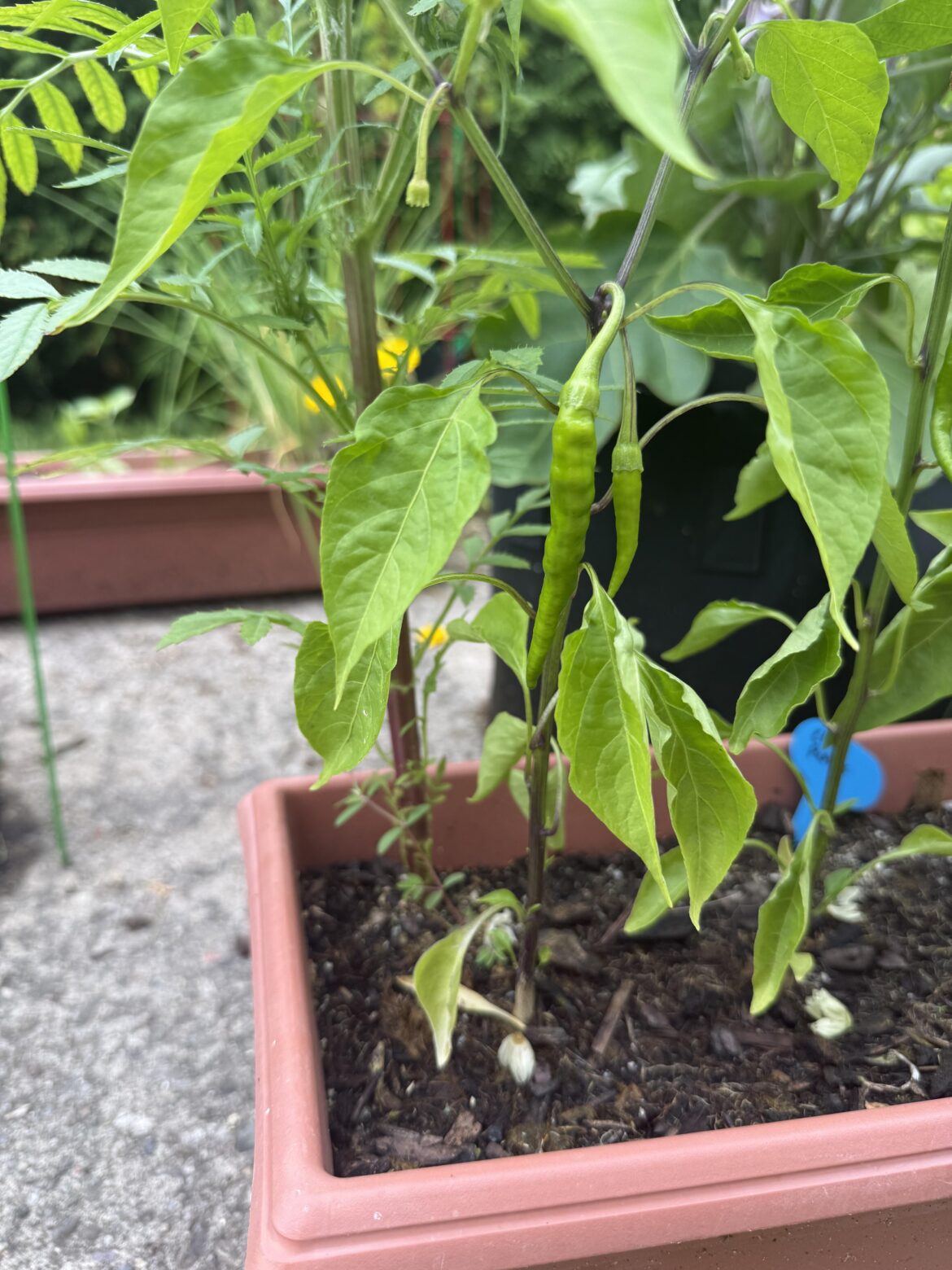 Need help ID’ing these peppers as well as the size to harvest.