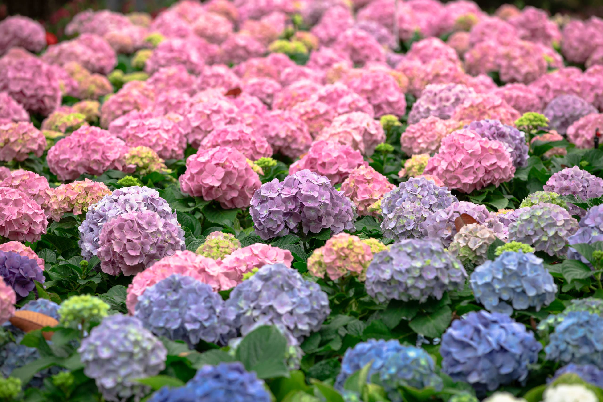 Hydrangea flowers in garden