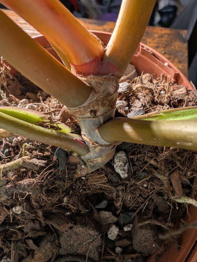 Philodendron pole Philodendron pole