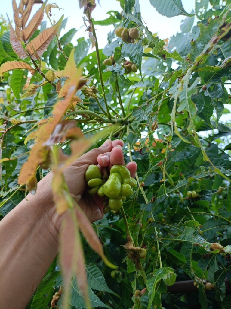 Can I eat this fruit anybody knows what this shit can I eat this