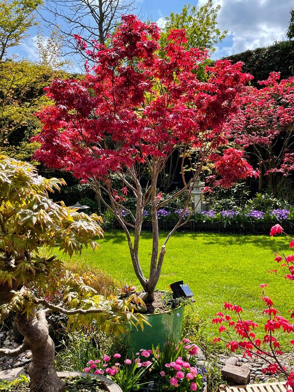 Stock photo showing a landscaped contemporary Japanese garden with a large potted, dissected red Japanese maple (Acer palmatum a