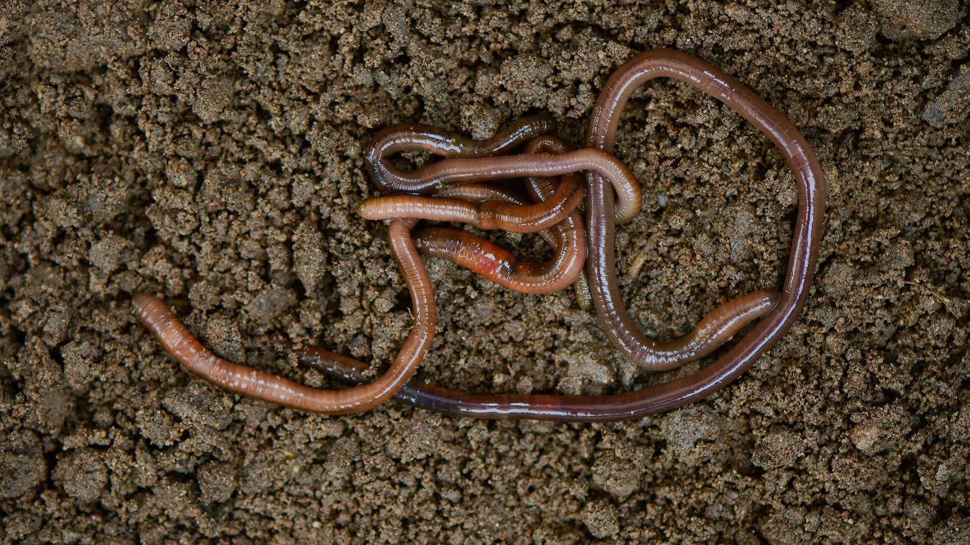 East Asian jumping worms are quietly wrecking Oregon soil, and gardeners are struggling to stop them - All For Gardening