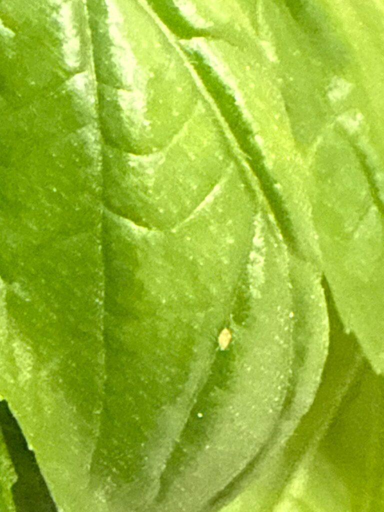 white bugs(?) on new-ish herbs – quarantined but unsure what to do white bugs(?) on new-ish herbs - quarantined but unsure what to do