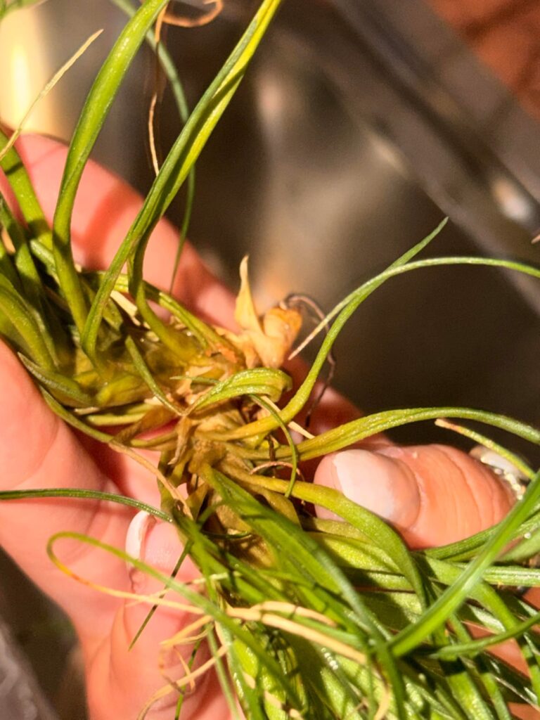Che cosa succede alla mia Tillandsia? Che cosa succede alla mia Tillandsia?