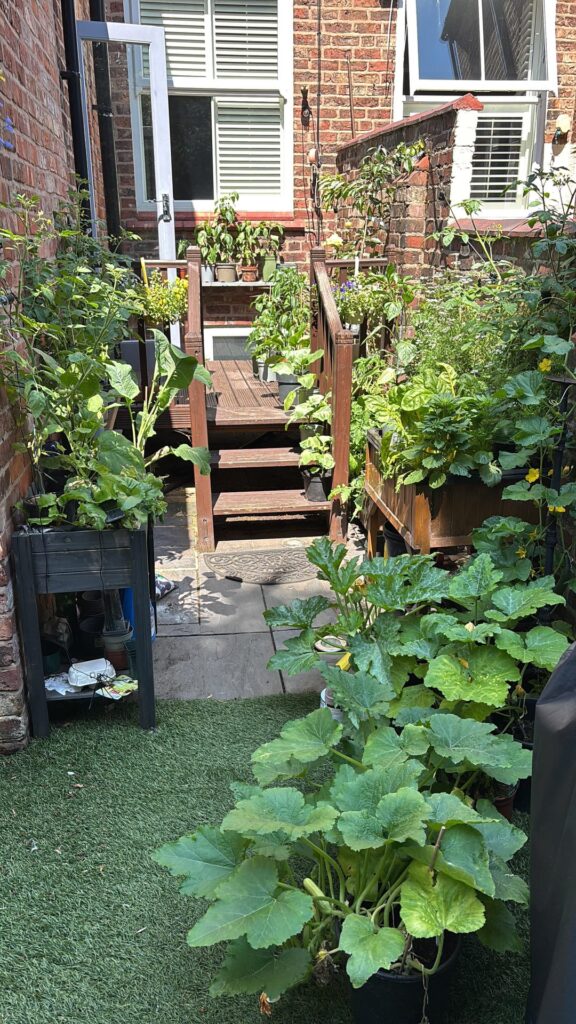 Backgarden is thriving
