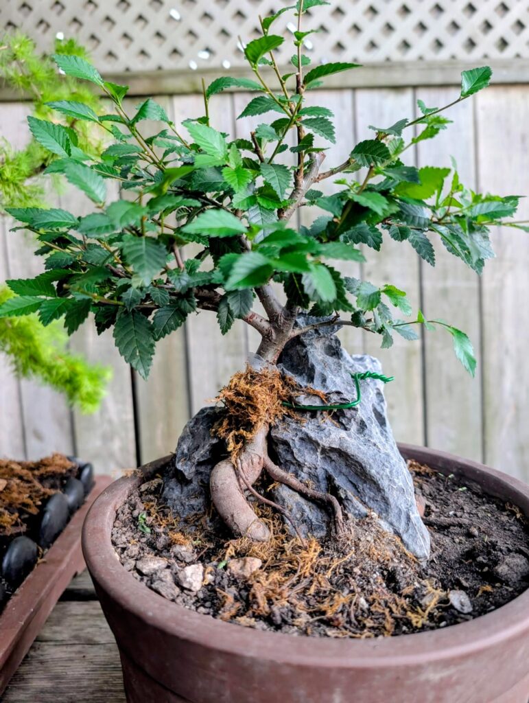 Elm - root over rock