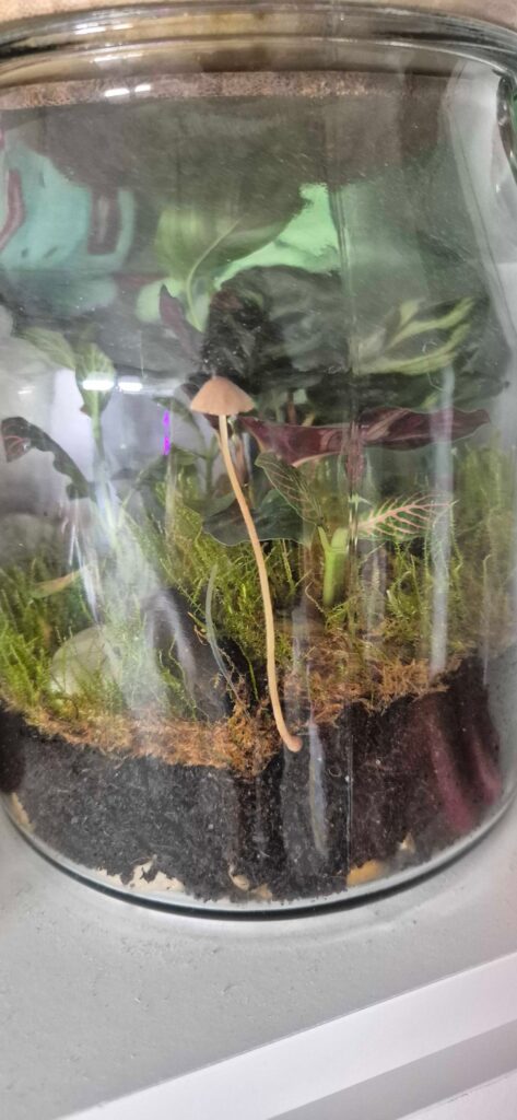 J'ai eu des champignons dans mon terrarium, sont t'ils comestibles ?