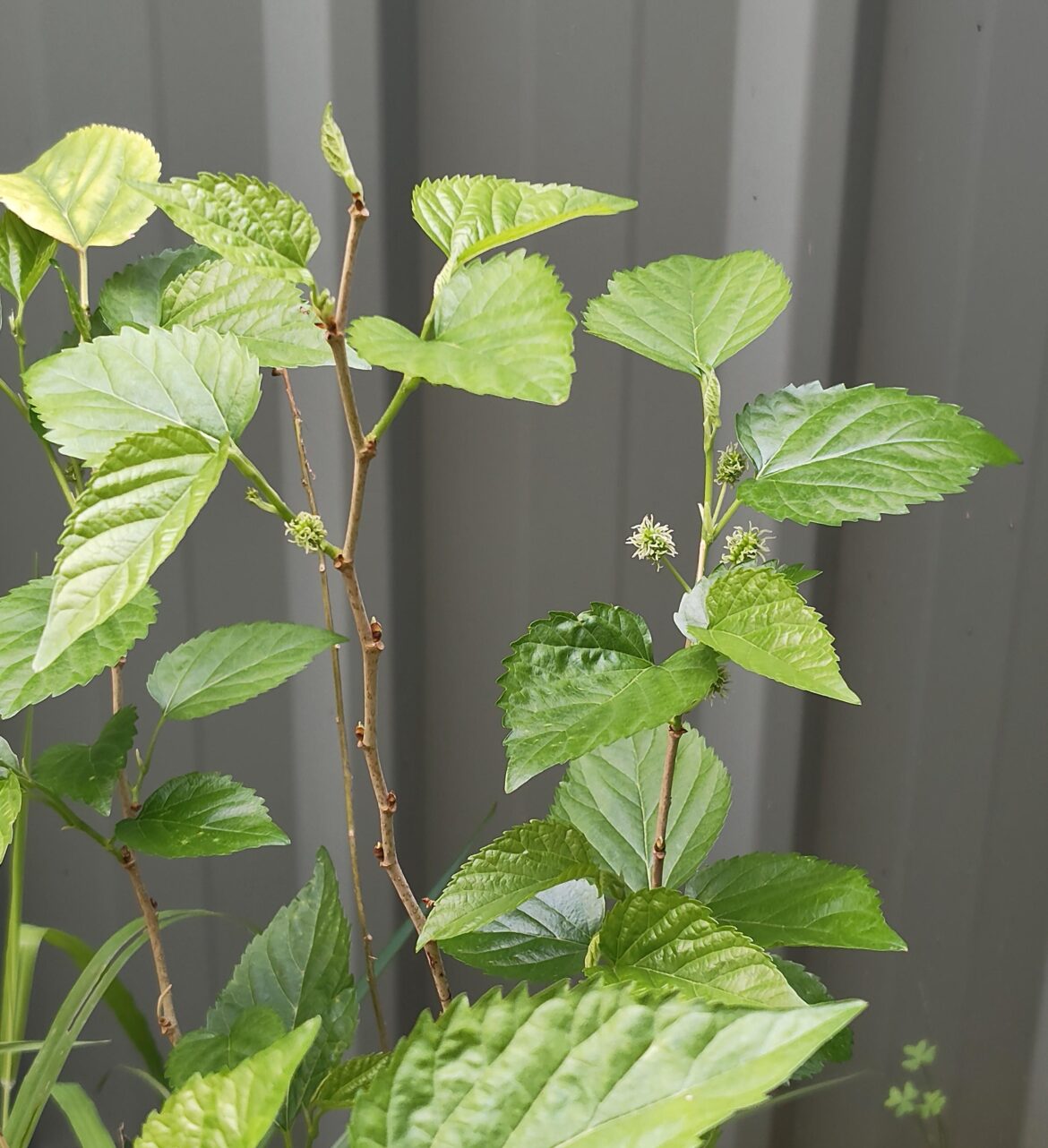 Winter Shenanigans, fruiting Mulberry Winter Shenanigans, fruiting Mulberry