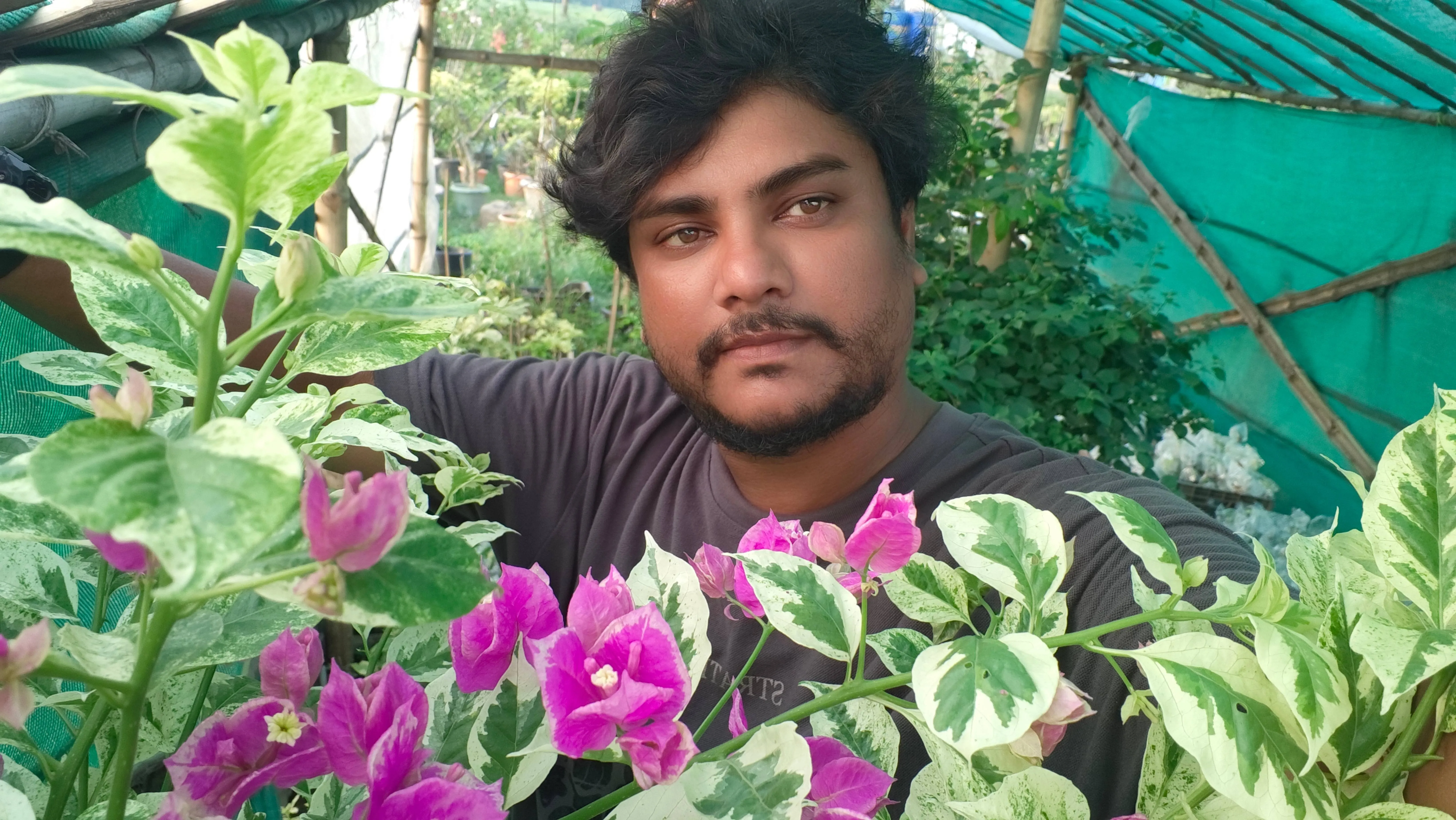 Maity’s four-bigha nursery holds close to one lakh Bougainvillaea saplings at a time.
