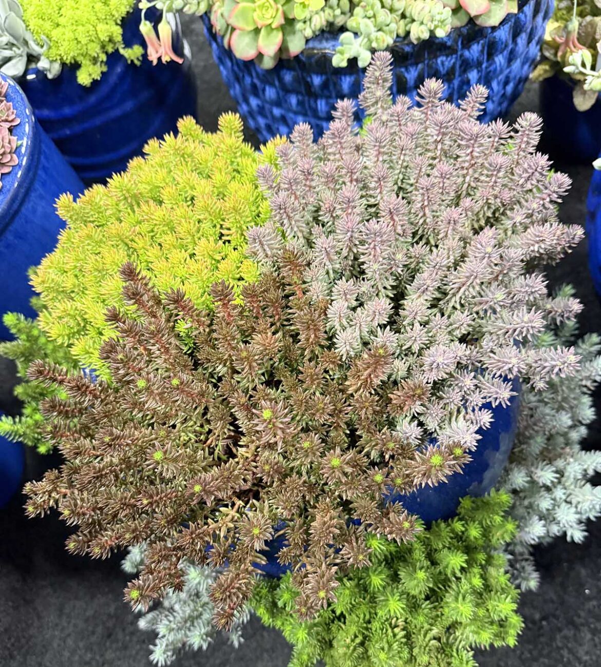 In the Garden: Sedums only get better In the Garden: Sedums only get better