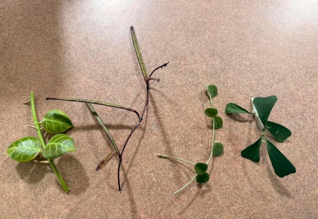 first time propogating and stakes are high first time propogating and stakes are high