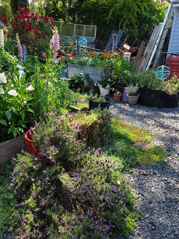 A garden filled with various flowers and plants.