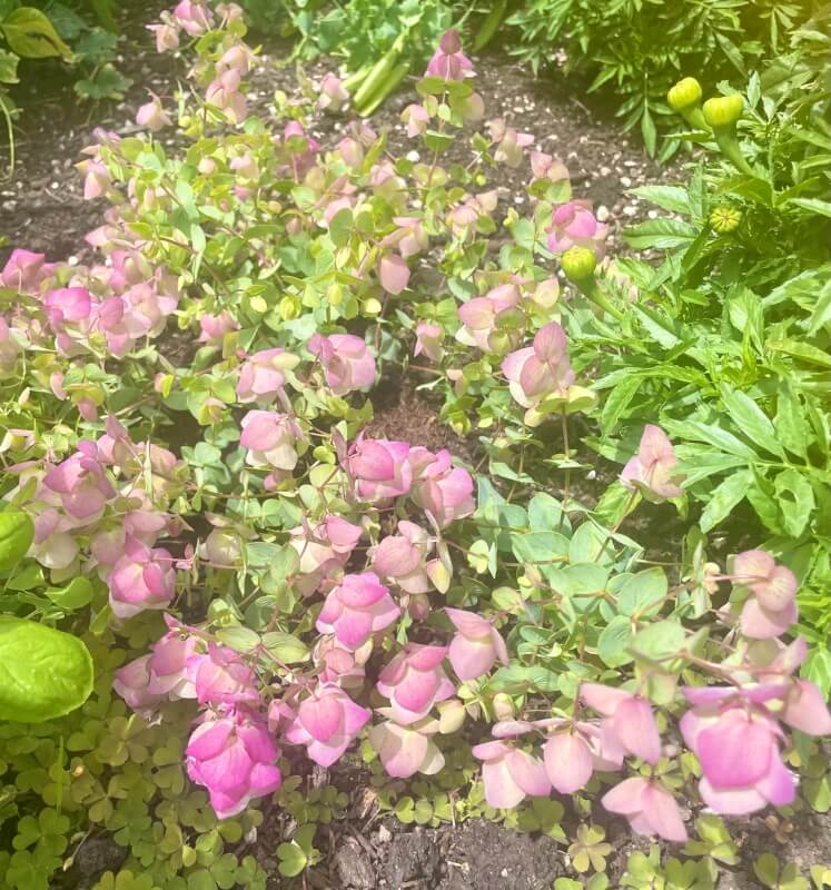 A ground-covering plant with pink and green leaves.