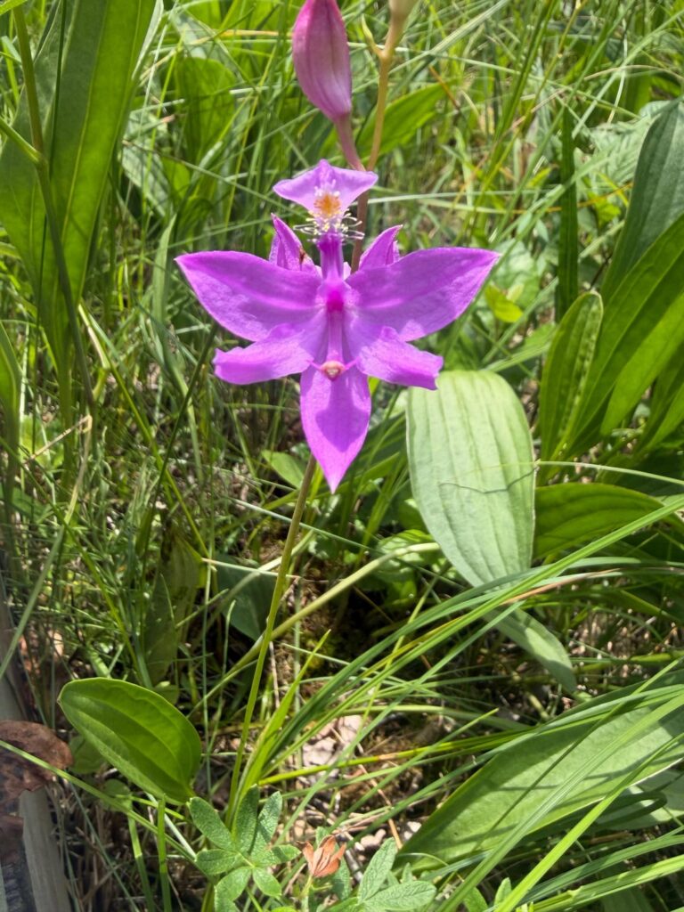 Orchids I’ve spotted in Ohio this summer