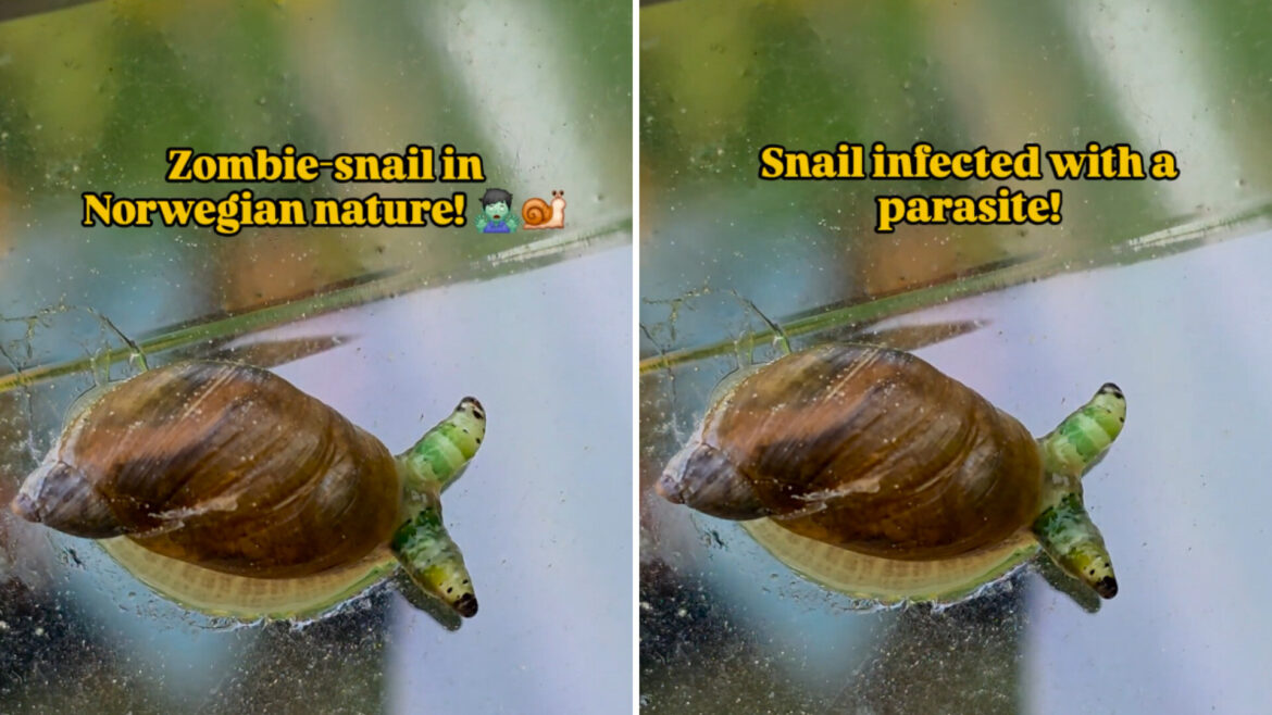 A snail showing signs of parasite infection.