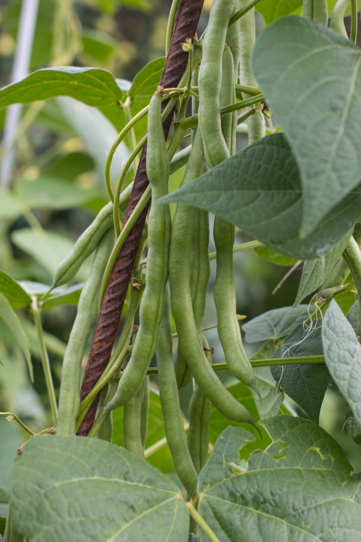 a growing string bean on a branch in the garden. Gardening