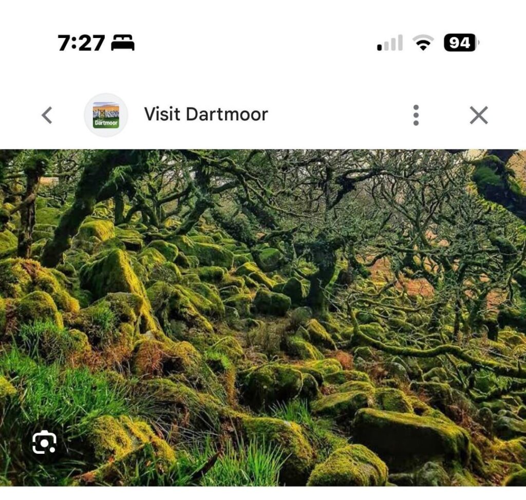 What plants wood and stone would be able to look similar to wistman wood