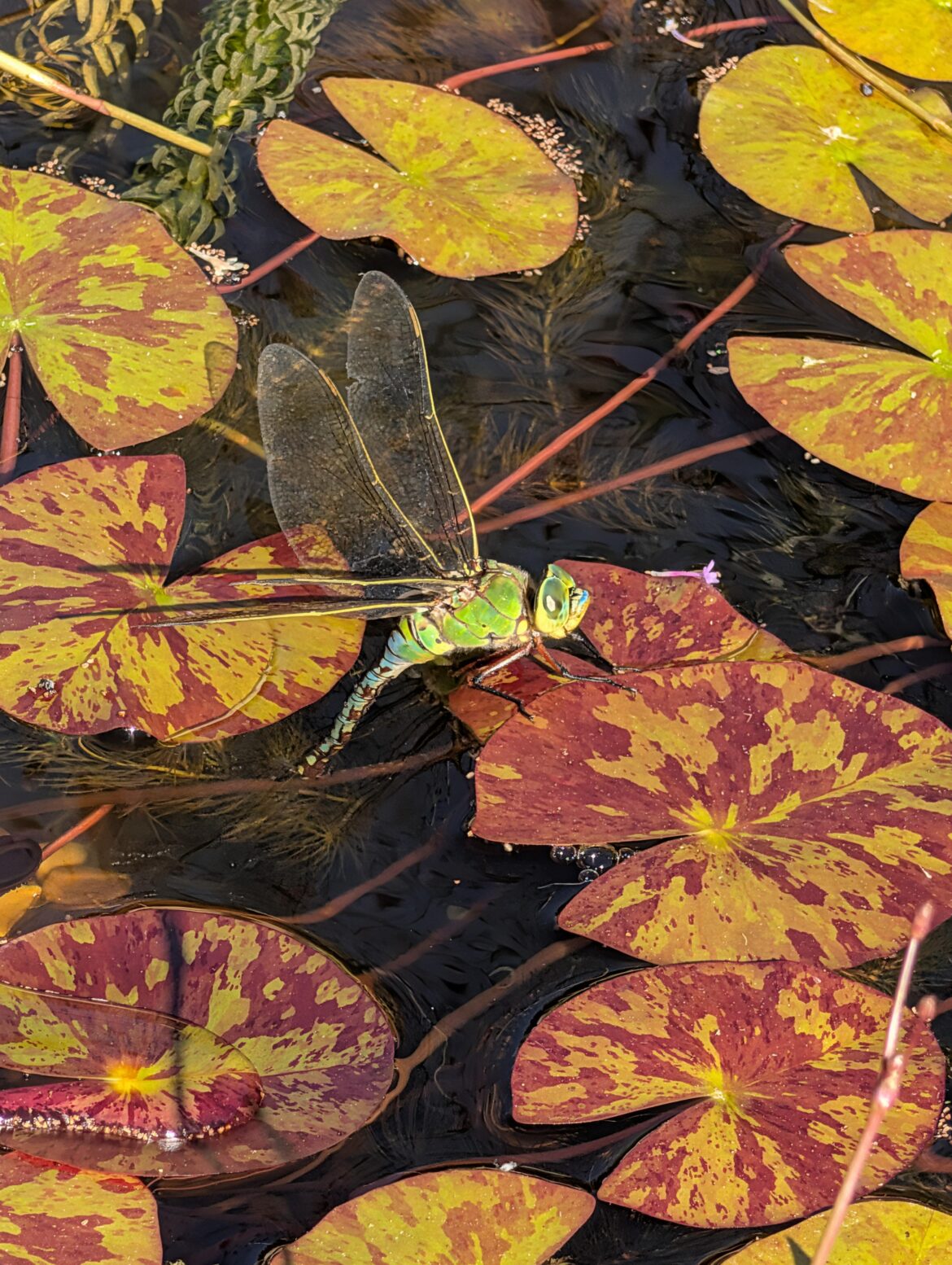 An emperor dragonfly stopped by pond to lay some eggs