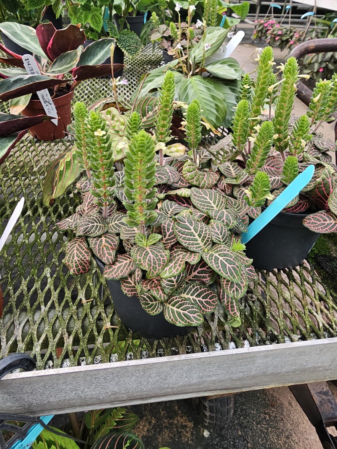 I've never seen a fittonia flower before! Such a cool find!
