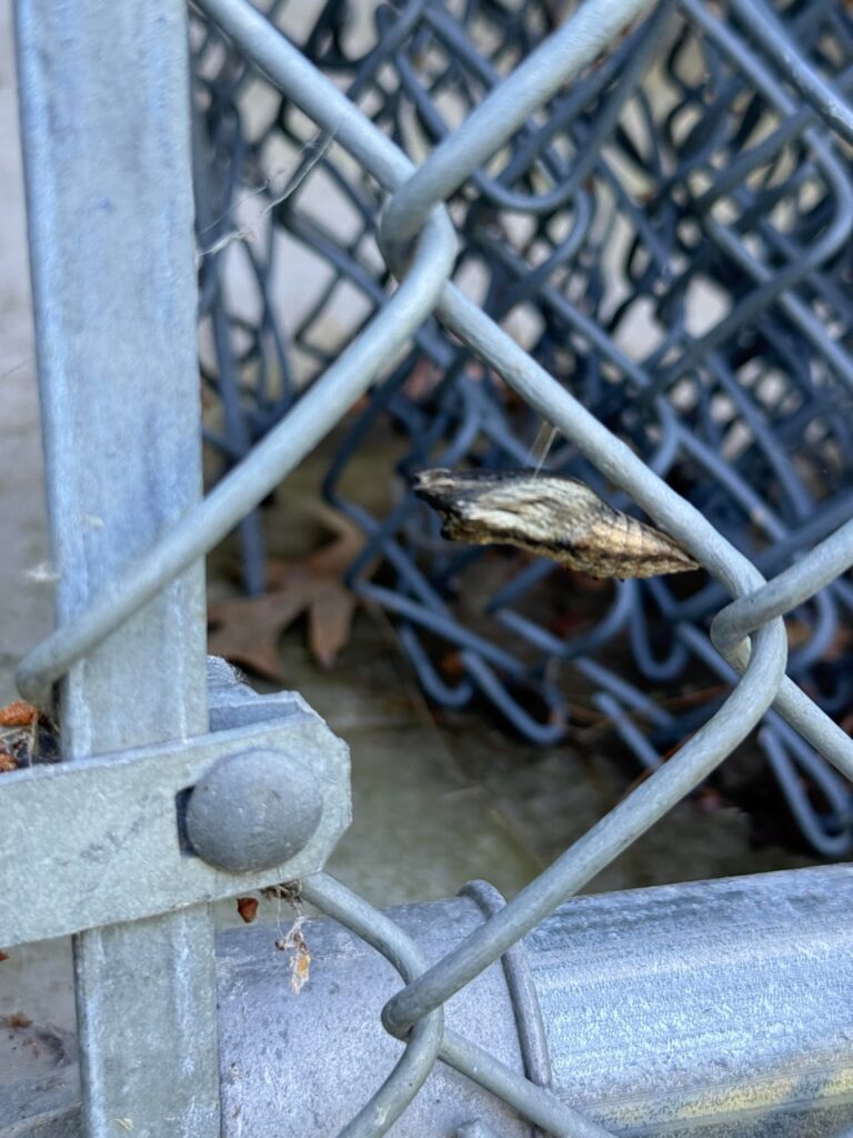 I’m Gonna Be a Butterfly Parent!