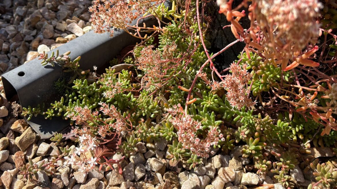 My mum’s garden is full of beautiful self-seeding sedums My mum's garden is full of beautiful self-seeding sedums