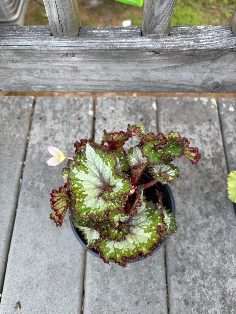 Help ID my new begonia Rex
