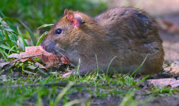 Picture of a rat foraging in a garden Picture of a rat foraging in a garden