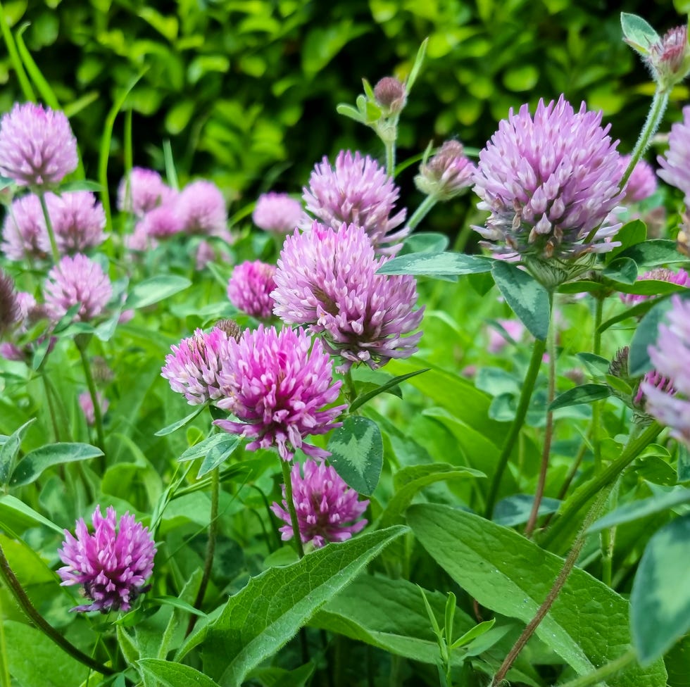 Gardening jobs for August wild red clover growing