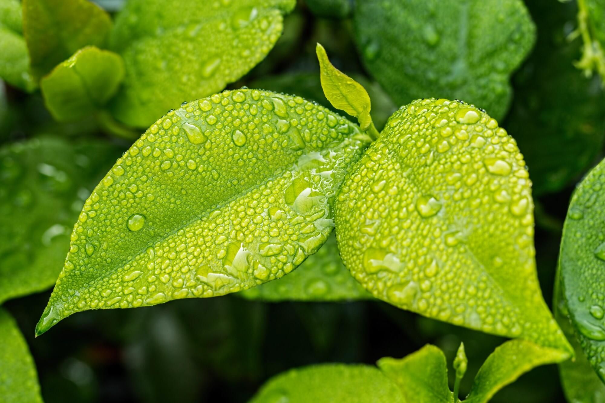 Eco-friendly gardens are winning over high-maintenance landscaping
