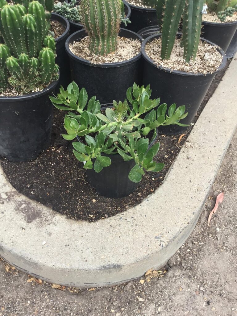 Am I the only on who’s fallen in love with pereskiopsis?