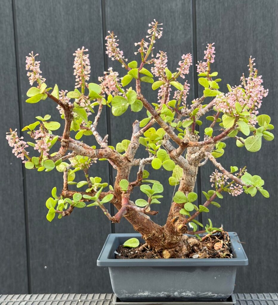 Neglected Portulacaria full of flowers.