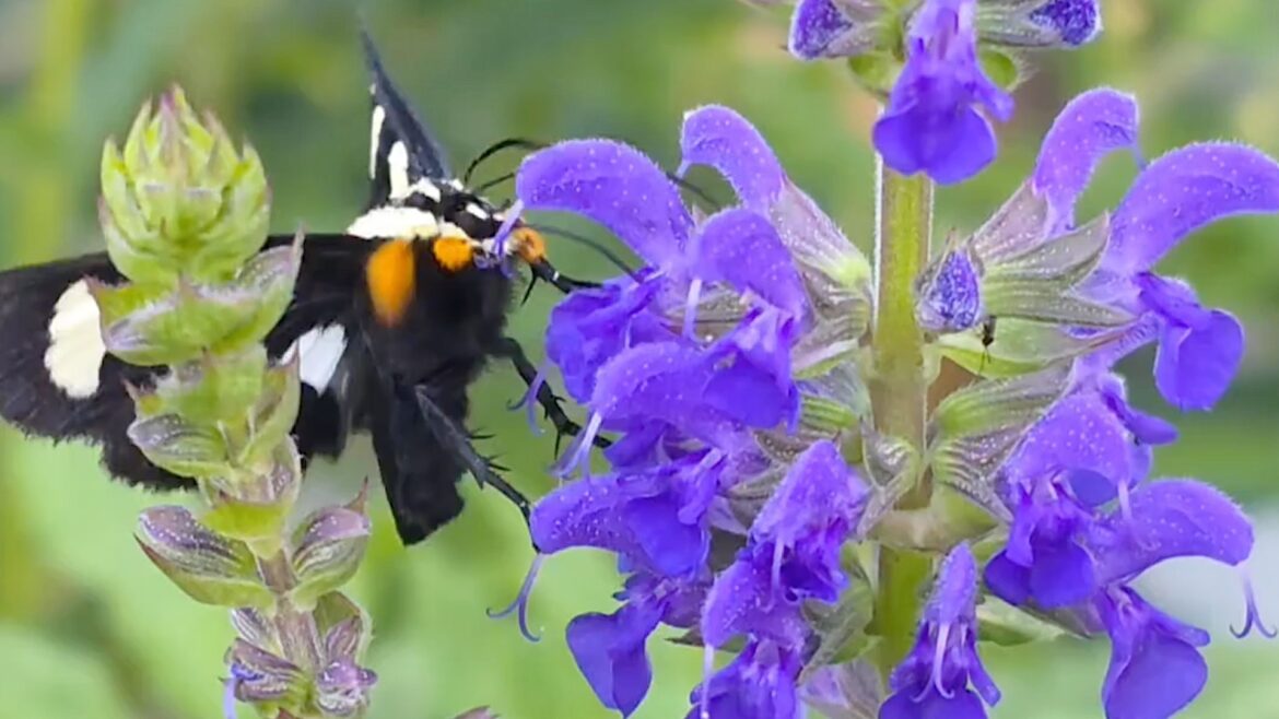Gardeners say salvia is a hummingbird magnet, and one bloom drew an eight-spotted forester moth A butterfly feeds on purple flowers in a garden setting.