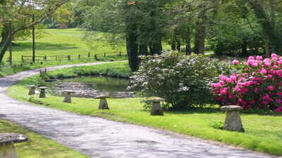 Ireland planted ornamental rhododendrons in the 1700s to beautify country estates, but more than 200 years later, scientists say they are smothering ancient oak forests and preventing native trees from regenerating