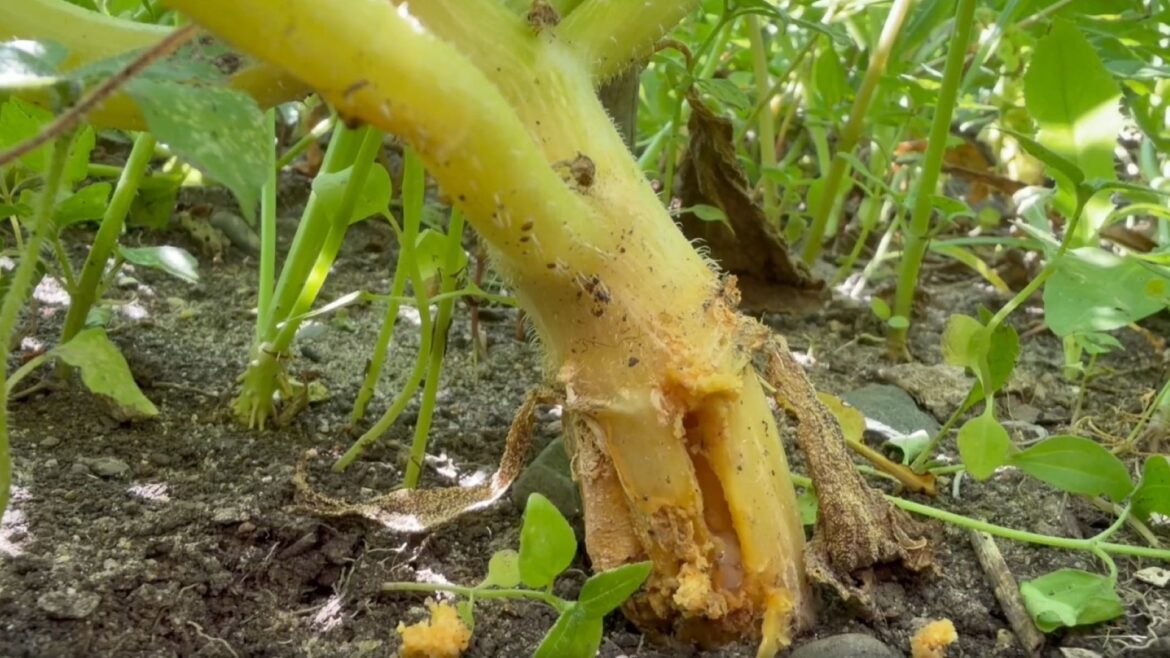 Minnesota gardener cuts into a zucchini stem, removes a squash vine borer, and urges others to check theirs squash root with a hole from an insect